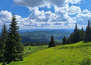 Czerwcowa wędrówka przez Beskid Żywiecki – Szlakem Przez Rysiankę, Boraczy Wierch i Halę Boraczą