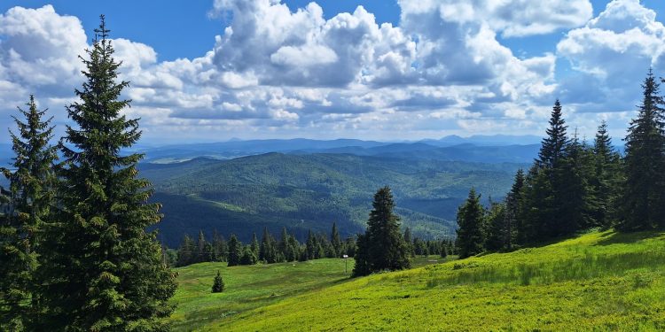 Czerwcowa wędrówka przez Beskid Żywiecki – Szlakem Przez Rysiankę, Boraczy Wierch i Halę Boraczą